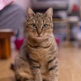 Foto del gato perdido en Pontoise