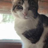 Foto del gato perdido en Metz