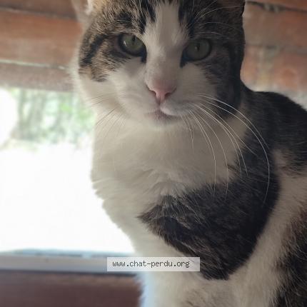 Foto 1/1 Teddy Chat perdido en Metz