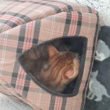 Foto de gato encontrado en Dole