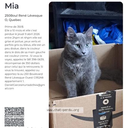 Foto 1/1 Mia Chat perdido en Quebec city