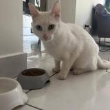 Foto del gato perdido en La Rochelle