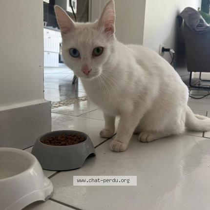 Foto 1/1 ZORBA Chat perdido en La rochelle