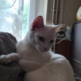 Foto del gato perdido en Veuzain Sur Loire