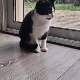 Foto del gato perdido en Saint Clement Des Baleines