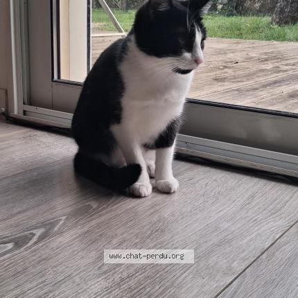 Foto 1/4 Aya Chat perdido en Saint clement des baleines