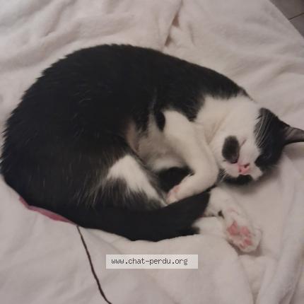 Foto 4/4 Aya Chat perdido en Saint clement des baleines