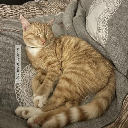 Foto 1/2 SIMBA Chat perdido en Nodebais