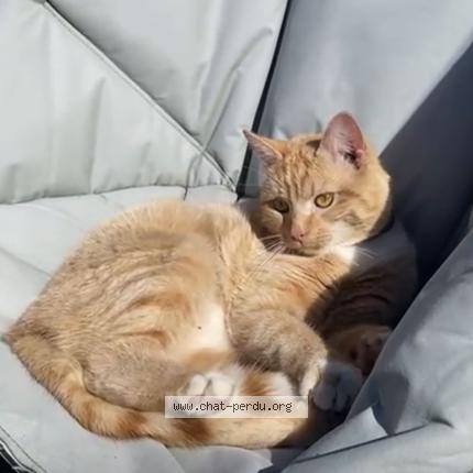 Foto 2/2 SIMBA Chat perdido en Nodebais