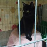 Foto de gato encontrado en Perpignan