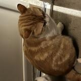 Foto de gato encontrado en Golfech