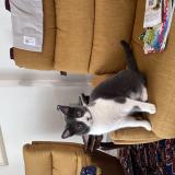 Foto del gato perdido en Lencloitre