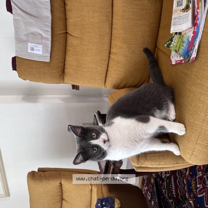 Foto 1/1 Zelda Chat perdido en Lencloitre