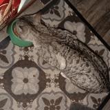 Foto de gato encontrado en Villeneuve D Ascq