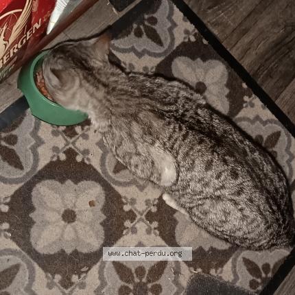 Foto 1/1 Gato encontrado Encontrado en Villeneuve d ascq