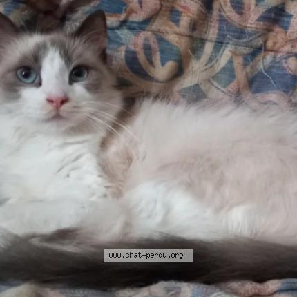 Foto 1/1 Nova Chat perdido en Parleboscq