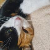 Foto del gato perdido en Huisserie