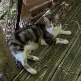 Foto del gato perdido en Limoges