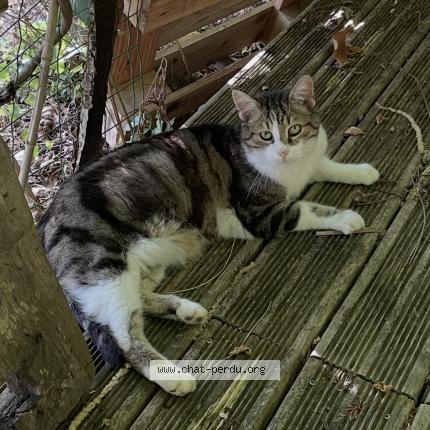 Foto 1/1 Mickey Chat perdido en Limoges