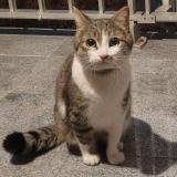 Foto de gato encontrado en Strasbourg