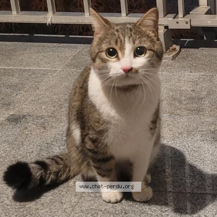 Foto 1/1 Gato encontrado Encontrado en Strasbourg