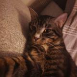 Foto del gato perdido en Chateaubernard