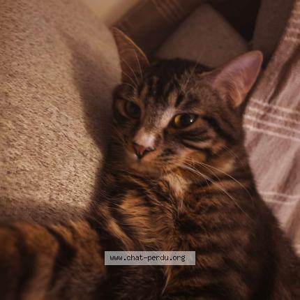 Foto 1/1 Altaïr Chat perdido en Chateaubernard