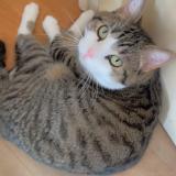 Foto del gato perdido en Pessac