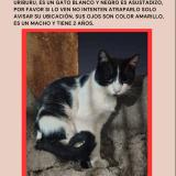 Foto del gato perdido en Cordoba Capital