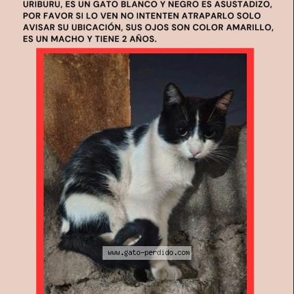 Foto 1/1 gepetto Gato perdido en Cordoba capital