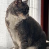 Foto del gato perdido en Richebourg