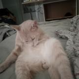 Foto del gato perdido en Saint Restitut