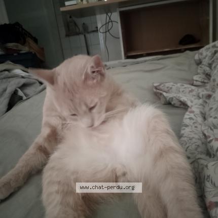 Foto 1/1 Simba Chat perdido en Saint restitut