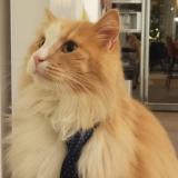 Foto del gato perdido en Saint Mammes S