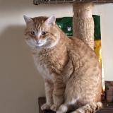 Foto del gato perdido en Ronvaux