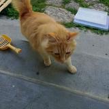 Foto de gato encontrado en Toulouse