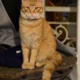 Foto del gato perdido en Nice