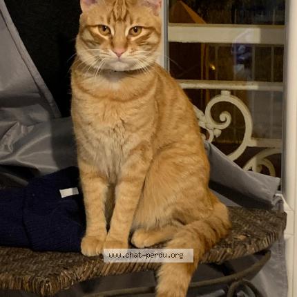 Foto 1/1 Roucky Chat perdido en Nice