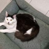 Foto del gato perdido en Spy