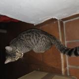 Foto del gato perdido en Carqueiranne