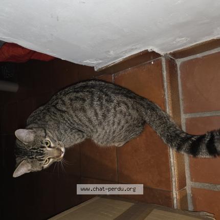 Foto 1/1 Gaston Chat perdido en Carqueiranne