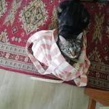 Foto del gato perdido en Caen