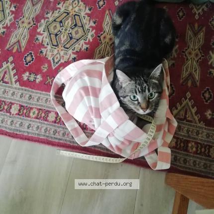 Foto 1/1 Hazel Chat perdido en Caen