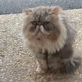 Foto de gato encontrado en Brest