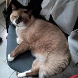 Foto del gato perdido en Ribemont