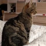 Foto del gato perdido en Nogent Sur Vernisson