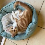 Foto del gato perdido en Sainte Foy D Aigrefeuille