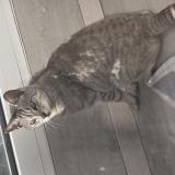 Foto del gato perdido en Saint Saulve