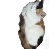 Foto del gato perdido en Toulouse