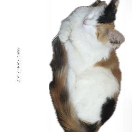 Foto 1/3 Patofa Chat perdido en Toulouse